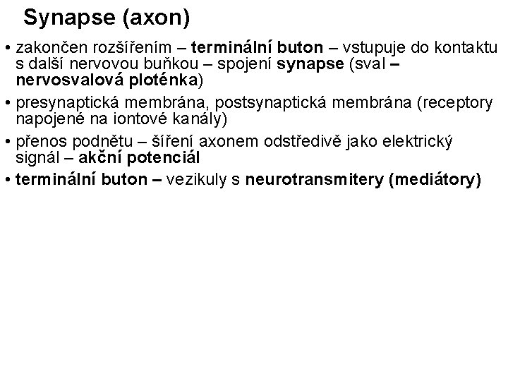 Synapse (axon) • zakončen rozšířením – terminální buton – vstupuje do kontaktu s další