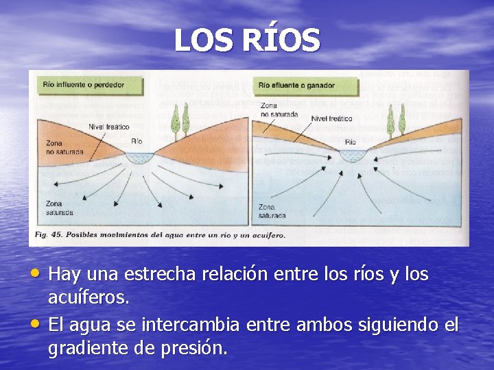 LOS RÍOS • Hay una estrecha relación entre los ríos y los • acuíferos.