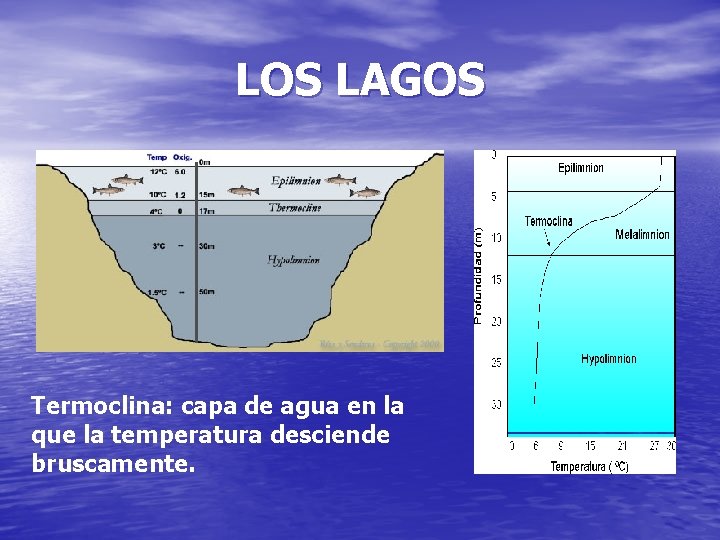 LOS LAGOS Termoclina: capa de agua en la que la temperatura desciende bruscamente. 