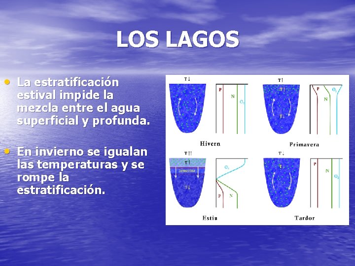 LOS LAGOS • La estratificación estival impide la mezcla entre el agua superficial y