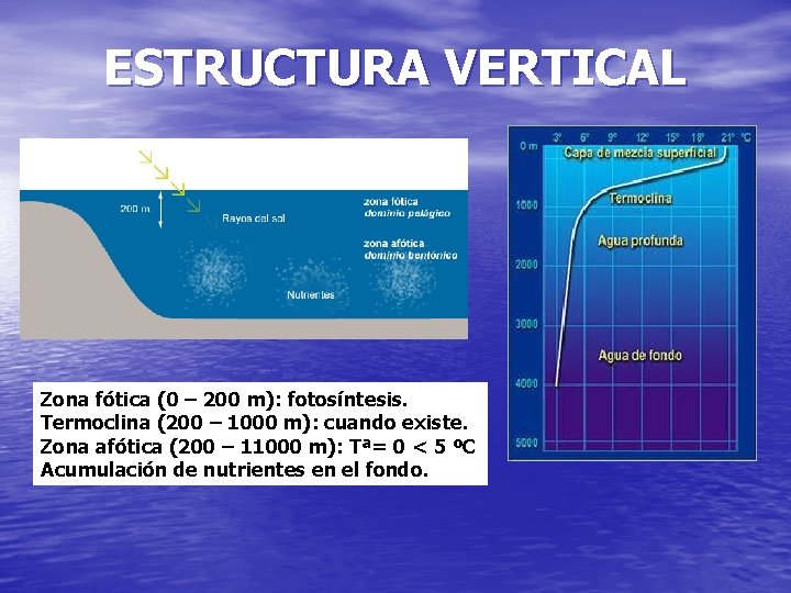 ESTRUCTURA VERTICAL Zona fótica (0 – 200 m): fotosíntesis. Termoclina (200 – 1000 m):