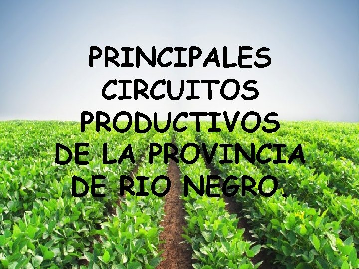 PRINCIPALES CIRCUITOS PRODUCTIVOS DE LA PROVINCIA DE RIO NEGRO. 