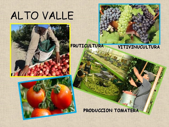 ALTO VALLE FRUTICULTURA VITIVINUCULTURA PRODUCCION TOMATERA 