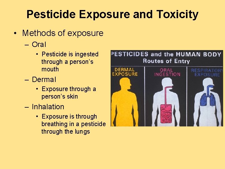 Pesticide Exposure and Toxicity • Methods of exposure – Oral • Pesticide is ingested