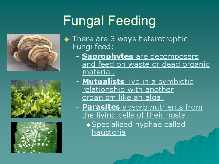 Fungal Feeding u There are 3 ways heterotrophic Fungi feed: – Saprophytes are decomposers