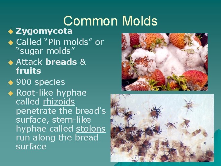 Common Molds Zygomycota u Called “Pin molds” or “sugar molds” u Attack breads &