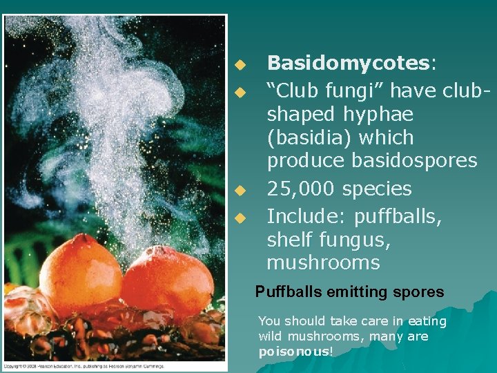 Club Fungi u u Basidomycotes: “Club fungi” have clubshaped hyphae (basidia) which produce basidospores