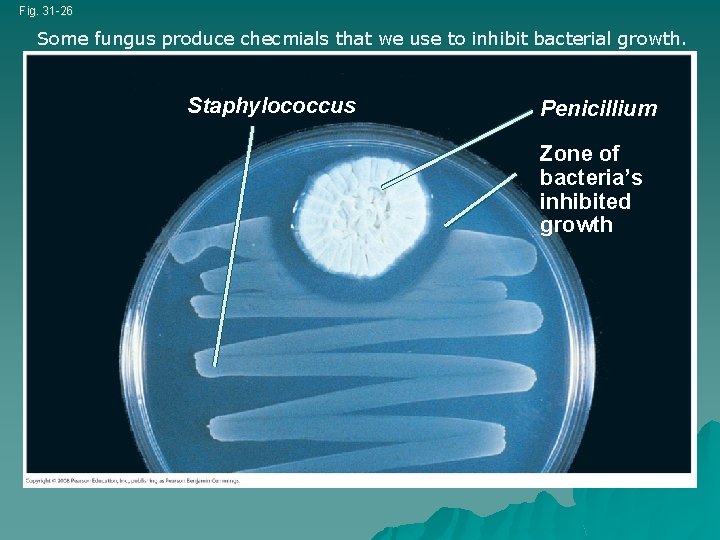 Fig. 31 -26 Some fungus produce checmials that we use to inhibit bacterial growth.