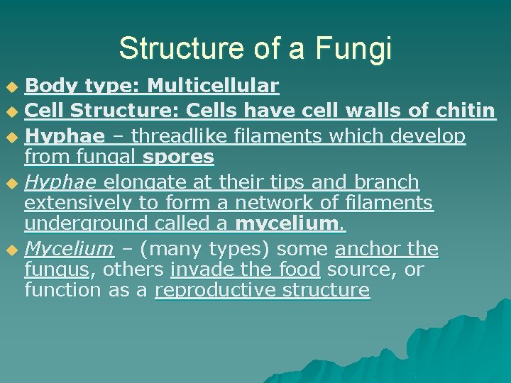 Structure of a Fungi Body type: Multicellular u Cell Structure: Cells have cell walls