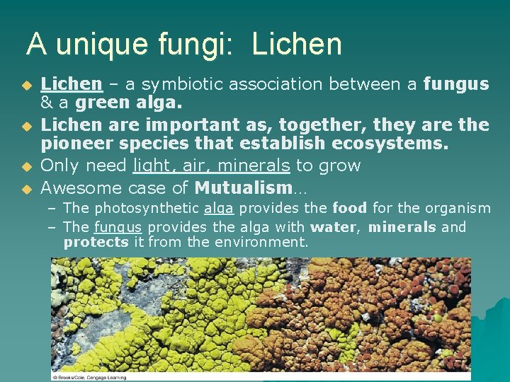 A unique fungi: Lichen u u Lichen – a symbiotic association between a fungus