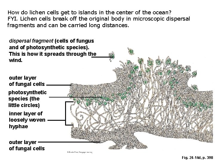 How do lichen cells get to islands in the center of the ocean? FYI.