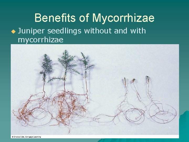 Benefits of Mycorrhizae u Juniper seedlings without and with mycorrhizae 