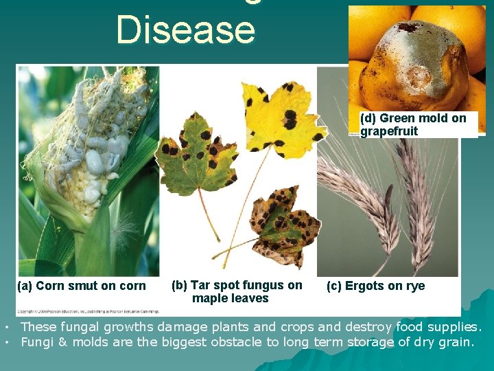 Disease (d) Green mold on grapefruit (a) Corn smut on corn (b) Tar spot