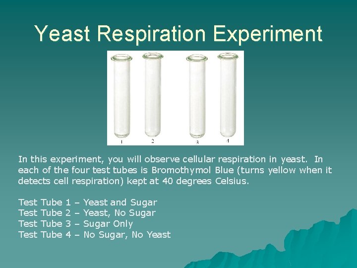 Yeast Respiration Experiment In this experiment, you will observe cellular respiration in yeast. In