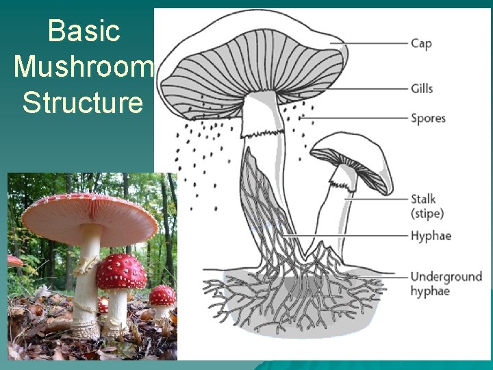 Basic Mushroom Structure 