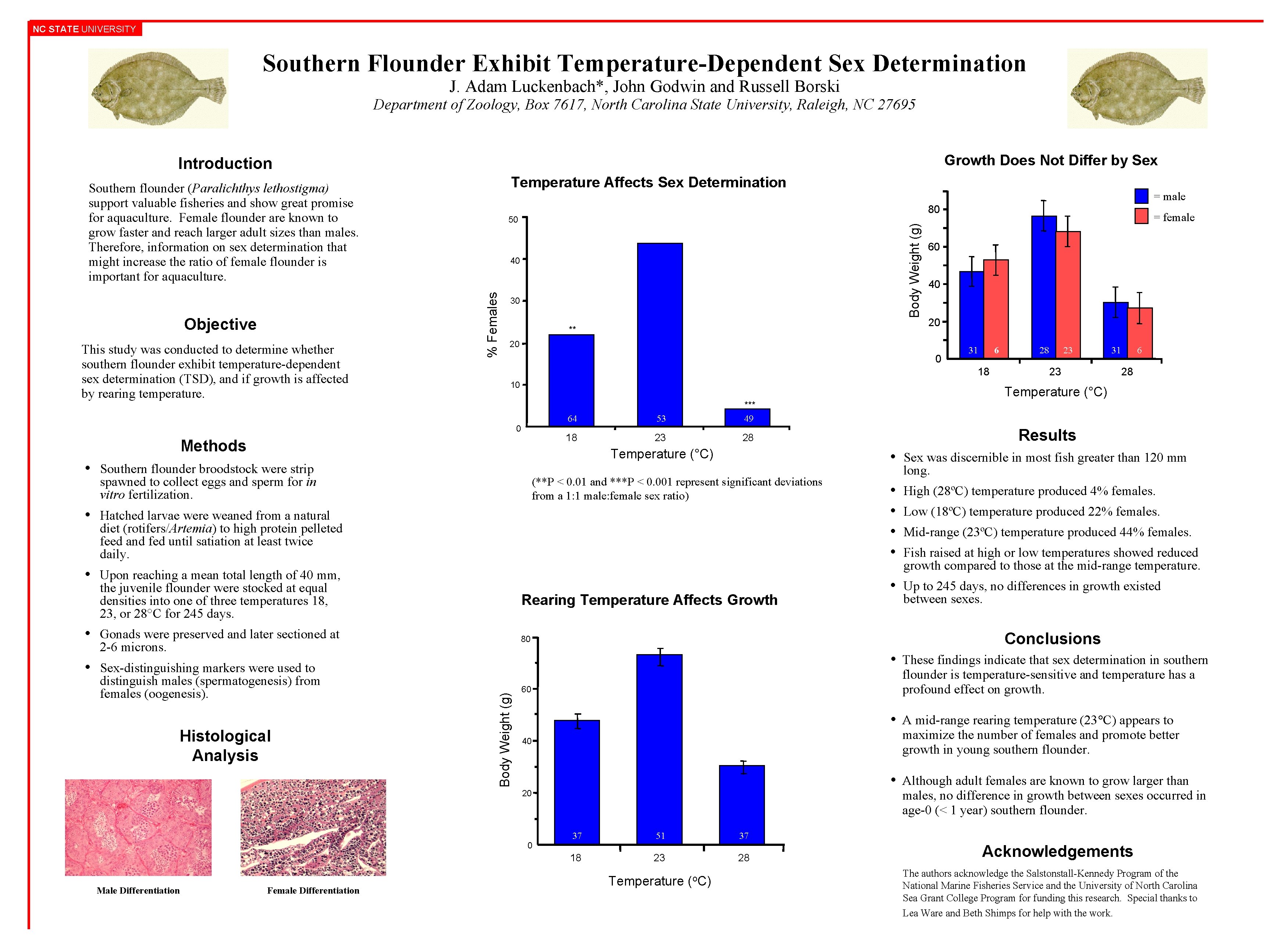 NC STATE UNIVERSITY Southern Flounder Exhibit Temperature-Dependent Sex Determination J. Adam Luckenbach*, John Godwin