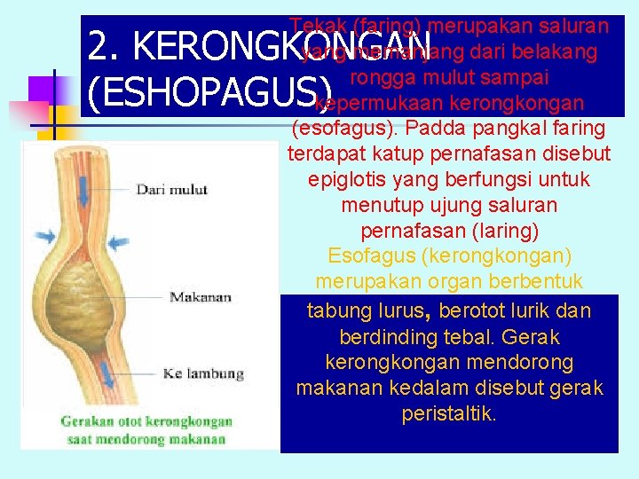Apa fungsi dari klep epiglotis