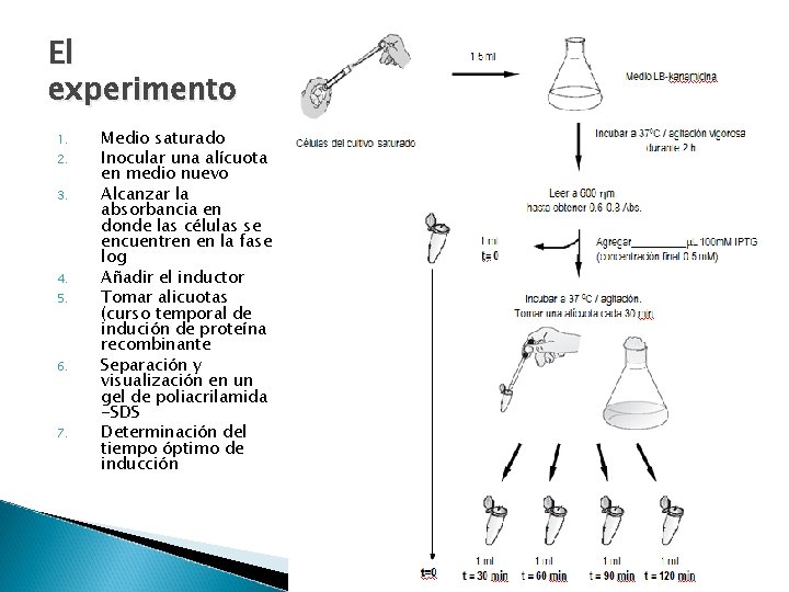 El experimento 1. 2. 3. 4. 5. 6. 7. Medio saturado Inocular una alícuota El experimento 1. 2. 3. 4. 5. 6. 7. Medio saturado Inocular una alícuota