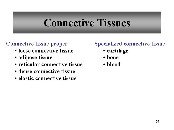 Connective Tissues Connective tissue proper • loose connective tissue • adipose tissue • reticular