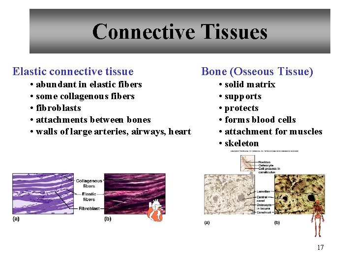 Connective Tissues Elastic connective tissue • abundant in elastic fibers • some collagenous fibers