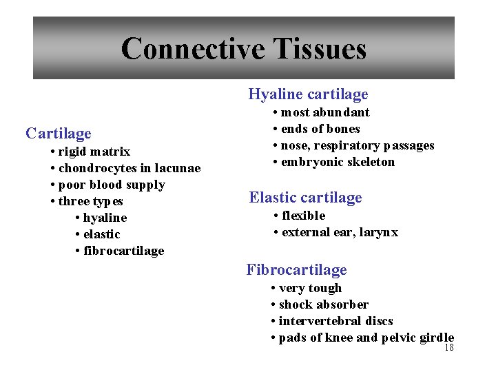 Connective Tissues Hyaline cartilage Cartilage • rigid matrix • chondrocytes in lacunae • poor