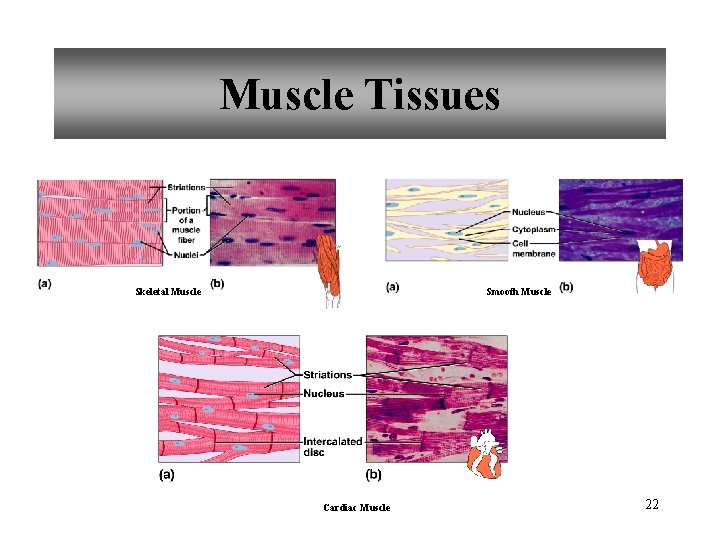 Muscle Tissues Skeletal Muscle Smooth Muscle Cardiac Muscle 22 