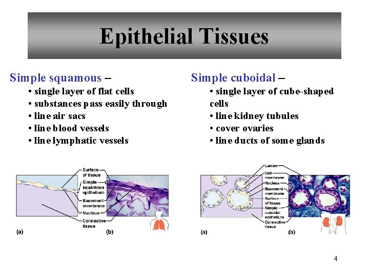 Epithelial Tissues Simple squamous – • single layer of flat cells • substances pass