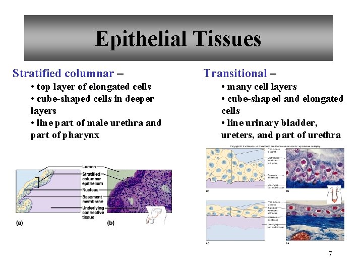 Epithelial Tissues Stratified columnar – • top layer of elongated cells • cube-shaped cells