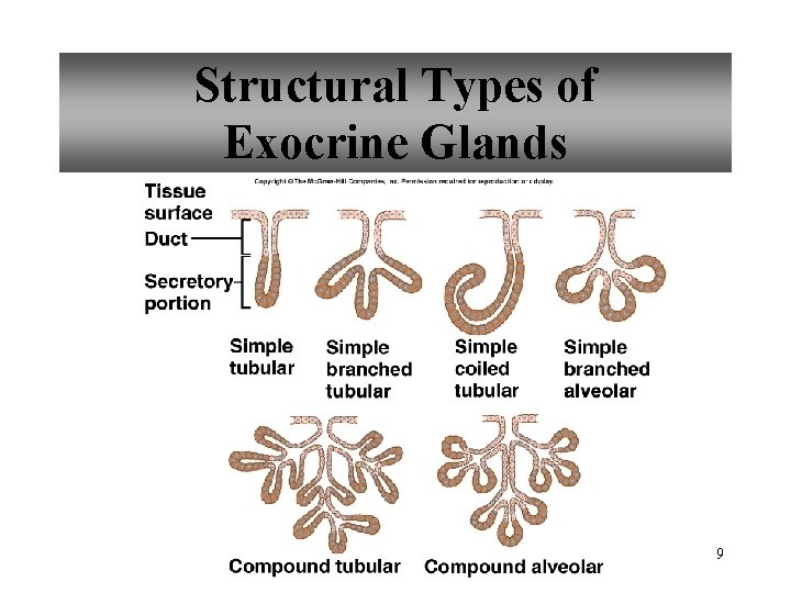 Structural Types of Exocrine Glands 9 