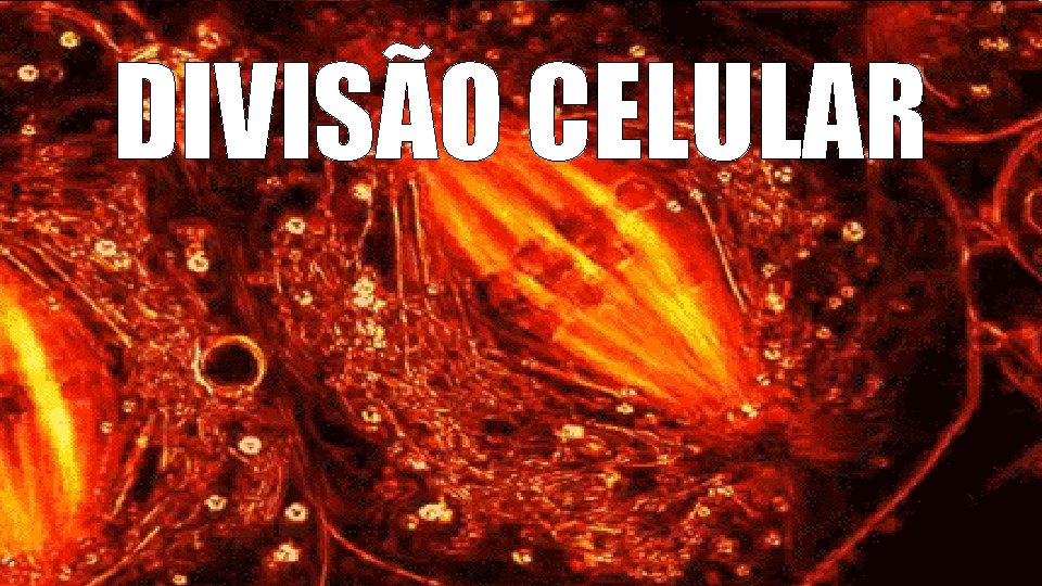 DIVISÃO CELULAR 