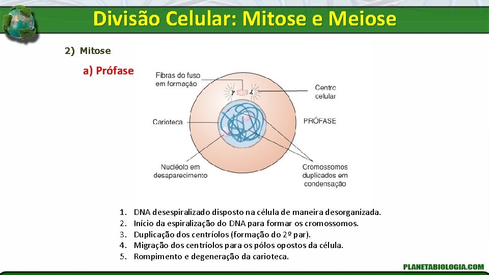 Divisão Celular: Mitose e Meiose 2) Mitose a) Prófase 1. 2. 3. 4. 5.