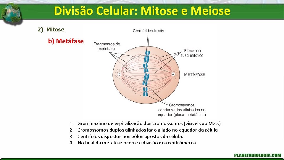 Divisão Celular: Mitose e Meiose 2) Mitose b) Metáfase 1. 2. 3. 4. Grau