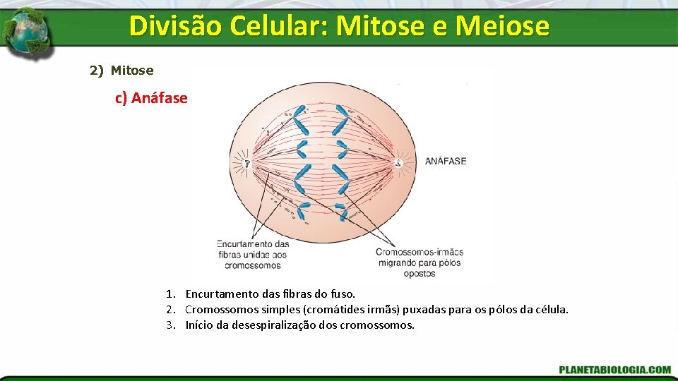 Divisão Celular: Mitose e Meiose 2) Mitose c) Anáfase 1. Encurtamento das fibras do