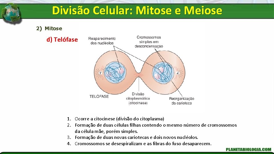 Divisão Celular: Mitose e Meiose 2) Mitose d) Telófase 1. Ocorre a citocinese (divisão