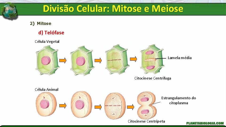 Divisão Celular: Mitose e Meiose 2) Mitose d) Telófase Célula Vegetal Lamela média Citocinese