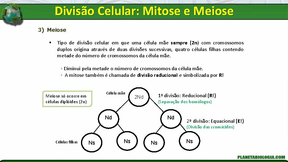 Divisão Celular: Mitose e Meiose 3) Meiose § Tipo de divisão celular em que