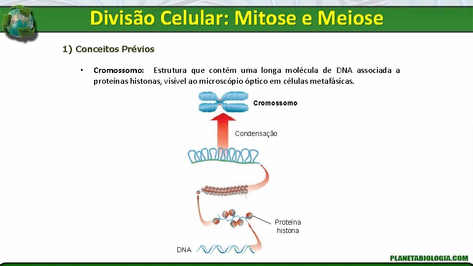 Divisão Celular: Mitose e Meiose 1) Conceitos Prévios • Cromossomo: Estrutura que contém uma