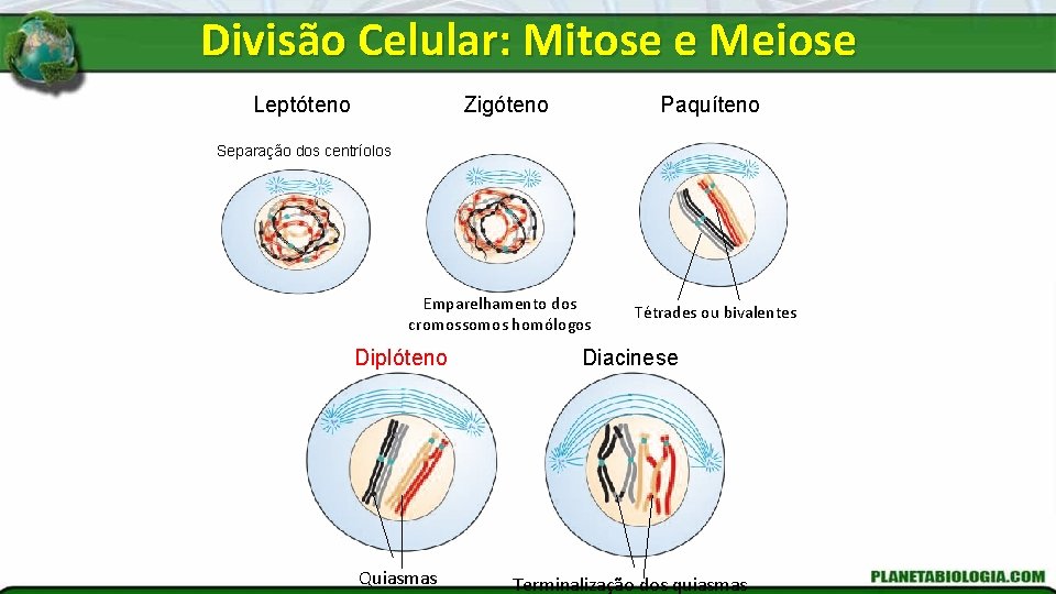 Divisão Celular: Mitose e Meiose Zigóteno Leptóteno Paquíteno Separação dos centríolos Emparelhamento dos cromossomos