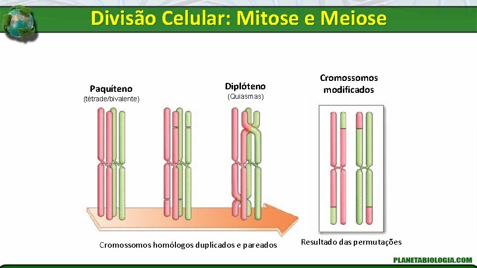 Divisão Celular: Mitose e Meiose Paquíteno (tétrade/bivalente) Diplóteno (Quiasmas) Cromossomos homólogos duplicados e pareados