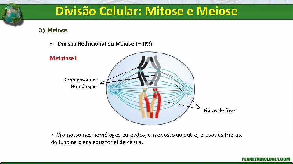 Divisão Celular: Mitose e Meiose 3) Meiose § Divisão Reducional ou Meiose I –