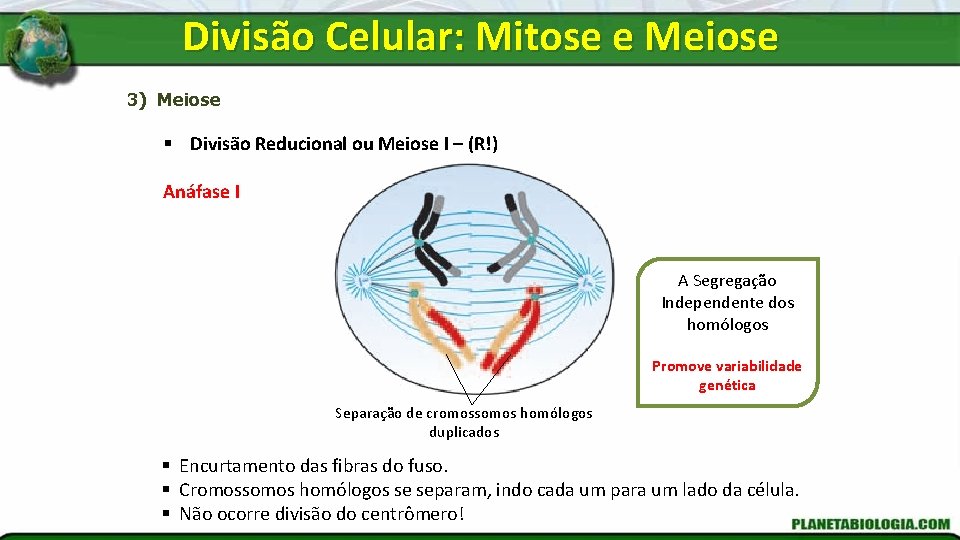 Divisão Celular: Mitose e Meiose 3) Meiose § Divisão Reducional ou Meiose I –