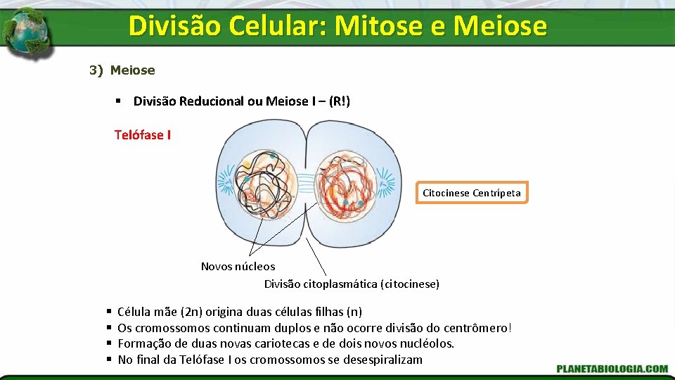 Divisão Celular: Mitose e Meiose 3) Meiose § Divisão Reducional ou Meiose I –