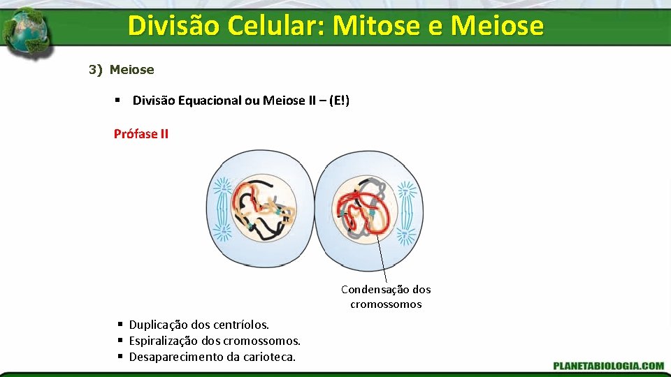 Divisão Celular: Mitose e Meiose 3) Meiose § Divisão Equacional ou Meiose II –