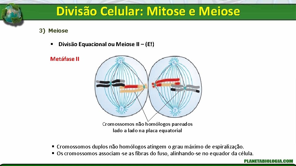 Divisão Celular: Mitose e Meiose 3) Meiose § Divisão Equacional ou Meiose II –