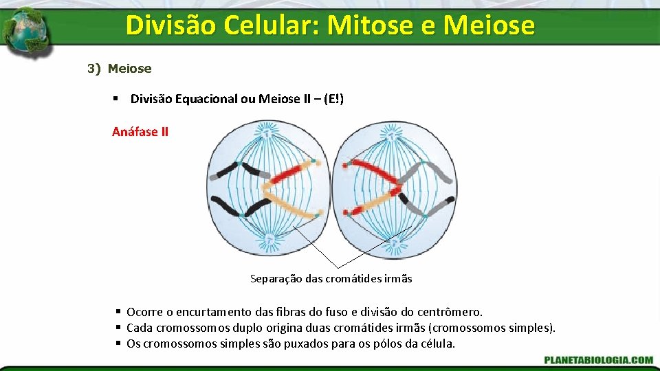 Divisão Celular: Mitose e Meiose 3) Meiose § Divisão Equacional ou Meiose II –