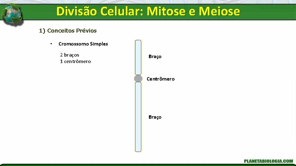 Divisão Celular: Mitose e Meiose 1) Conceitos Prévios • Cromossomo Simples 2 braços 1