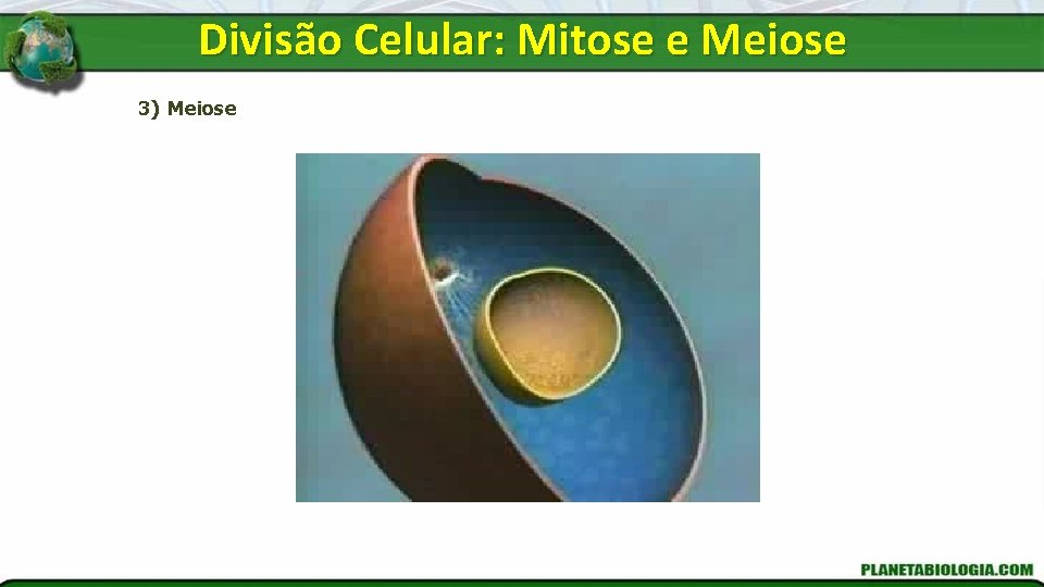 Divisão Celular: Mitose e Meiose 3) Meiose 