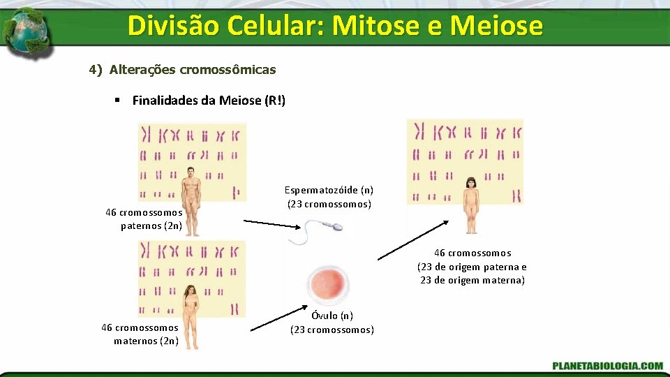 Divisão Celular: Mitose e Meiose 4) Alterações cromossômicas § Finalidades da Meiose (R!) 46