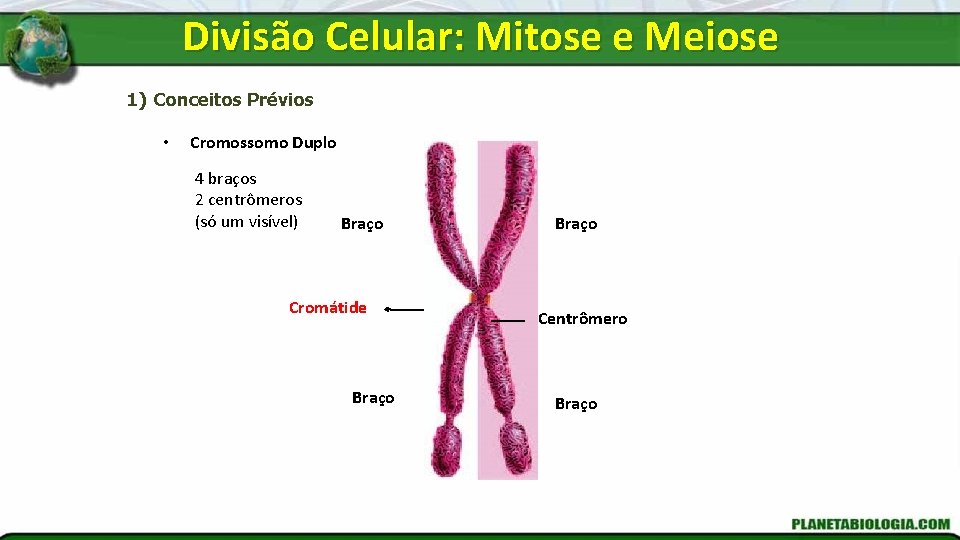 Divisão Celular: Mitose e Meiose 1) Conceitos Prévios • Cromossomo Duplo 4 braços 2