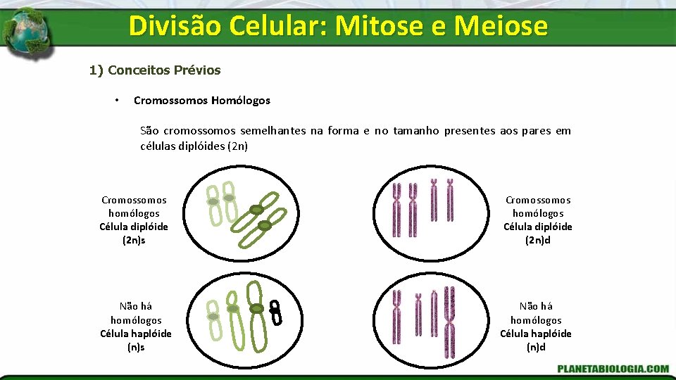 Divisão Celular: Mitose e Meiose 1) Conceitos Prévios • Cromossomos Homólogos São cromossomos semelhantes